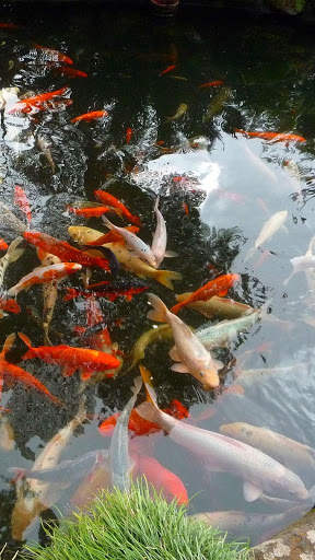 Magic Touch: Realistic Koi Live Wallpaper screenshot 4