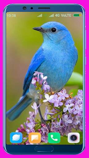 Bird Wallpaper Best 4K स्क्रीनशॉट 3