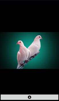 Live Birds Wallpapers(offline) screenshot 5