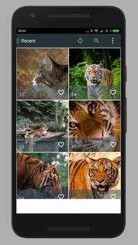 Cat Wallpaper HD screenshot 2