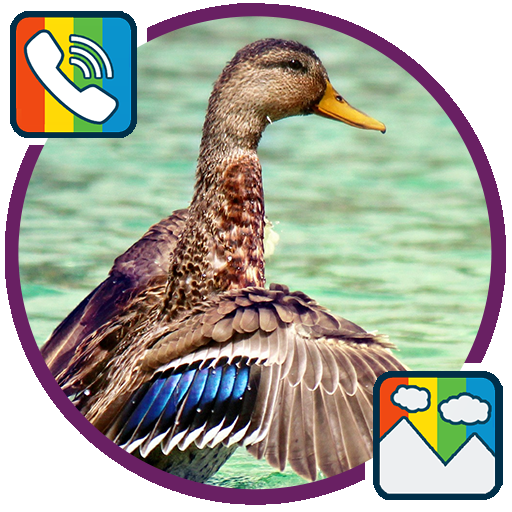 Duck - RINGTONES and WALLPAPERS icon