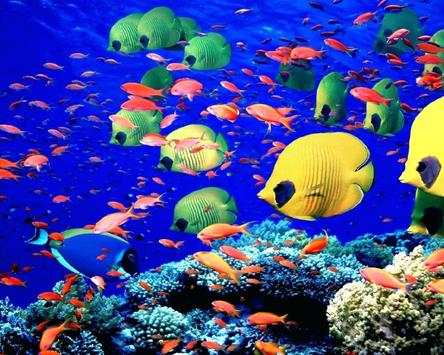 Sea Animals Puzzles Games screenshot 4