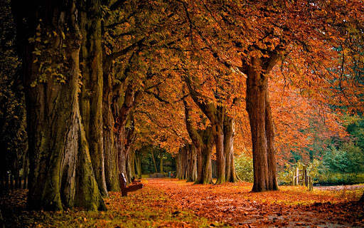 Autumn Wallpapers | hd backgrounds screenshot 21
