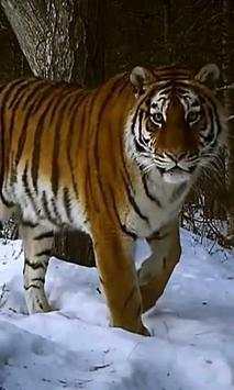 Tiger live wallpaper screenshot 1