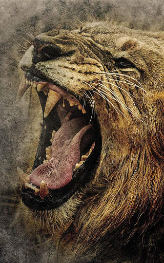 Lion Wallpapers | hd backgrounds screenshot 1