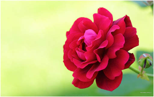 Red Rose Wallpapers screenshot 10