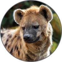 Hyena Sounds