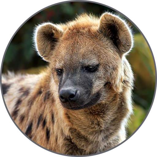 Hyena Sounds 1.9