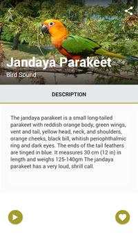 Brazilian Bird Song screenshot 1