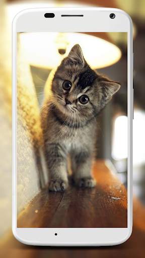 Cute Cats Wallpaper screenshot 5