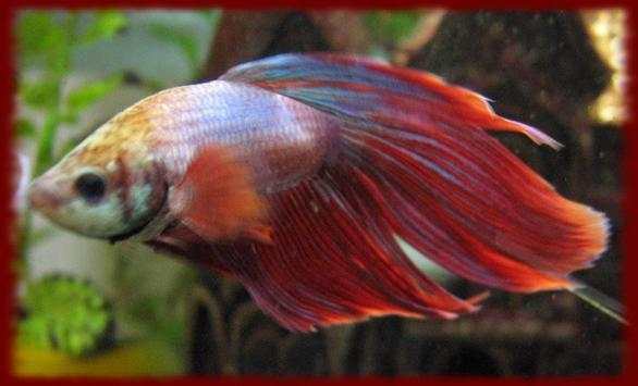 Fighting Fish wallpapers screenshot 2