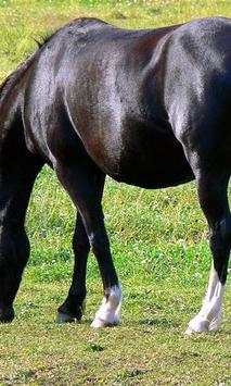 Black horse wallpapers screenshot 3