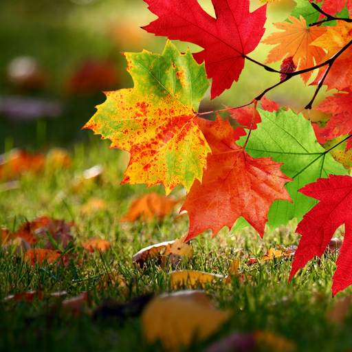 Autumn Live Wallpaper 1.0.10