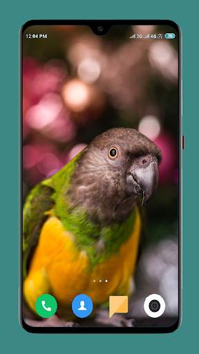 Parrot Wallpapers 4K screenshot 14