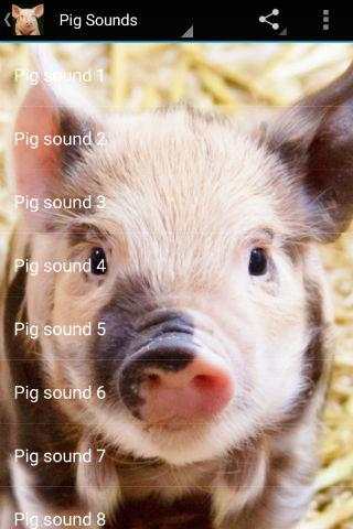 Pig Sounds screenshot 1