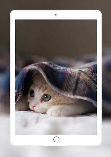 Cute Cats Wallpaper screenshot 6