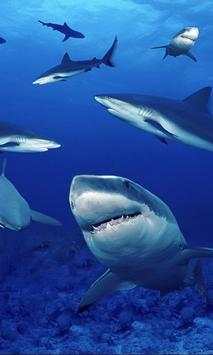Shark Wallpapers स्क्रीनशॉट 5