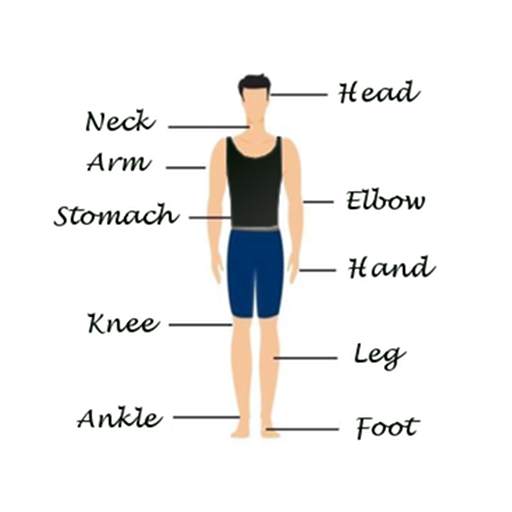 Human Body Facts 3.2