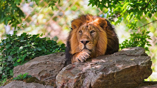 Lion Live Wallpaper (Wallpapers & Backgrounds) screenshot 10