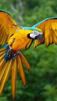 Yellow Bird Wallpapers HD screenshot 4