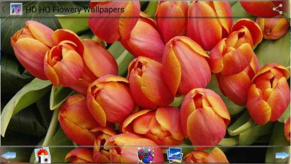 HD HQ Flowery Wallpapers screenshot 2