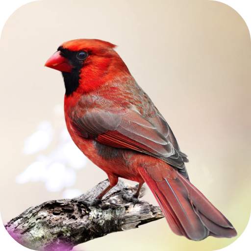 Cardinal Bird Sounds 2.0