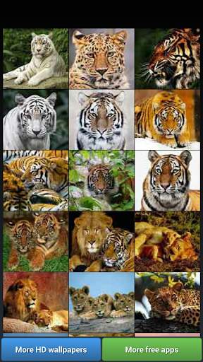 Big Cats HD Wallpapers screenshot 2