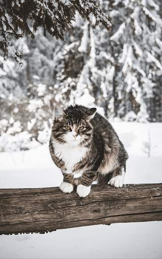 Snow Live Wallpaper HD screenshot 16