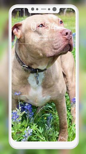 Pitbull Wallpaper screenshot 5