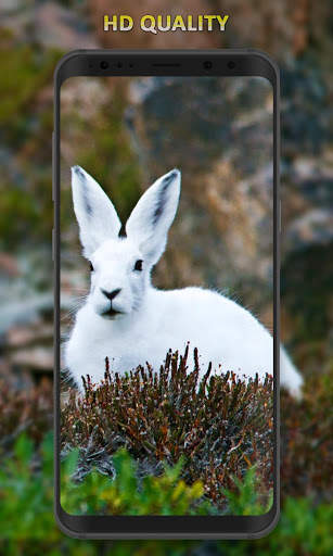 Rabbit Wallpaper screenshot 2