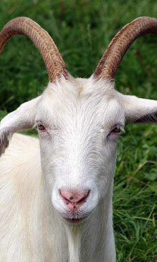 Goat Wallpaper screenshot 6