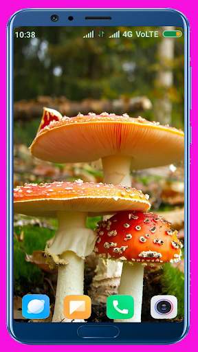 Mushroom HD Wallpaper screenshot 7
