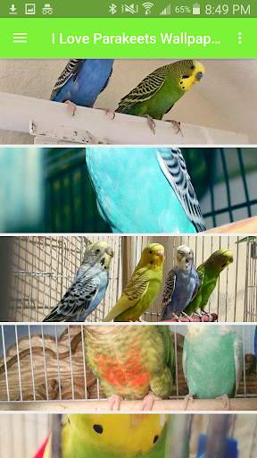 I Love Parakeets Wallpaper App screenshot 2
