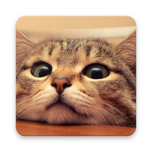 Funny Cat Videos icon