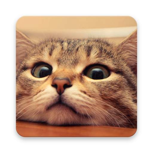Funny Cat Videos 1.1