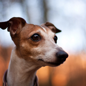 Funny Dog Jigsaw Puzzles icon