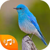 Bird Sounds - Bird Ringtones 2020 icon