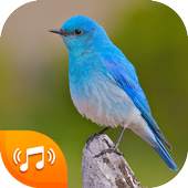 Bird Sounds - Bird Ringtones 2020 5.0