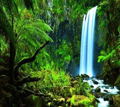 Amazon Rainforest The Best screenshot 3