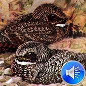 Whippoorwill Bird Sounds 2.0