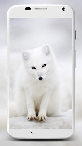 Fox Wallpaper HD 1 تصوير الشاشة