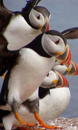 Puffin Wallpaper screenshot 6