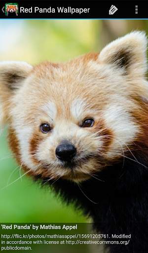 Red Panda Wallpaper screenshot 5