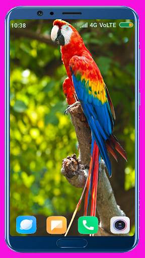 Parrot HD Wallpaper 1 تصوير الشاشة