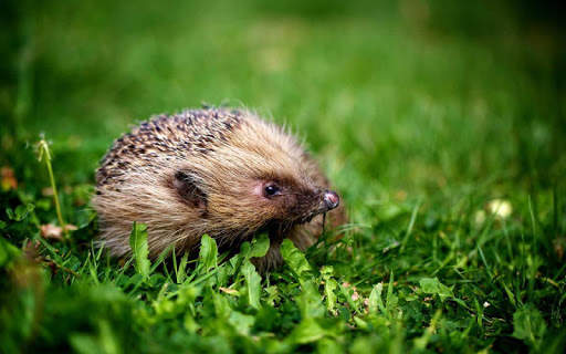 🦔 Hedgehog wallpaper screenshot 4