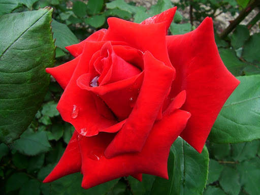 Rose Wallpapers screenshot 4