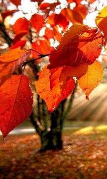 autumn free wallpaper screenshot 1