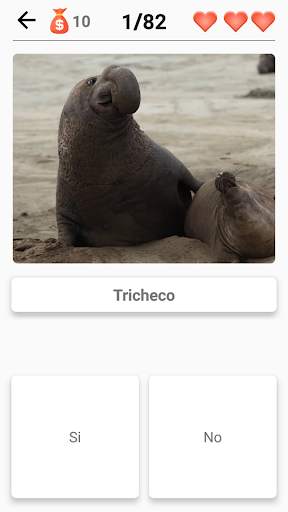 Mammiferi -Scopri tutti gli animali in Photo-Quiz! screenshot 6