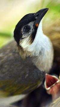 Birds Live Wallpapers स्क्रीनशॉट 3