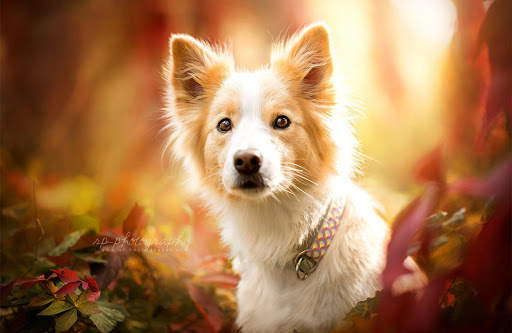 🐕 Border Collie Wallpapers – Cute Dog Wallpaper screenshot 7